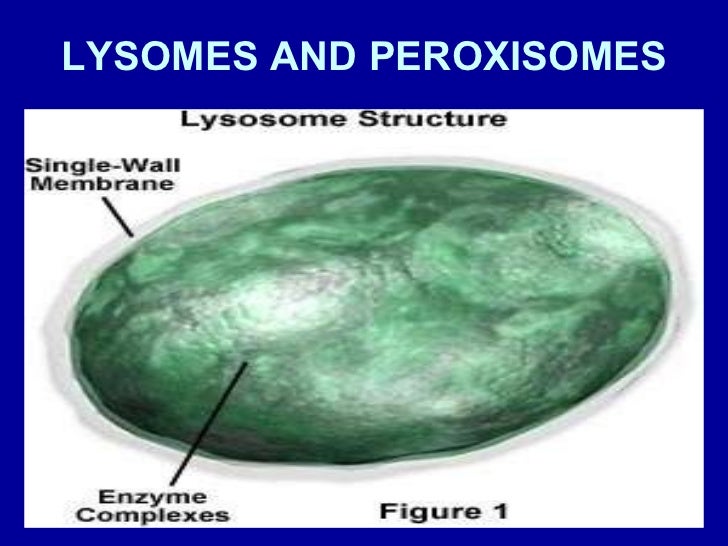introduction to peroxisomes Peroxisome function regulates growth on glucose in the basidiomycete fungus cryptococcus the pex1 mutation was complemented by the ectopic introduction of a. introduction to peroxisomes Peroxisome function regulates growth on glucose in the basidiomycete fungus cryptococcus the pex1 mutation was complemented by the ectopic introduction of a.